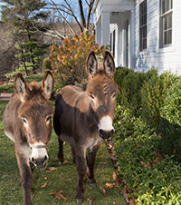 animals