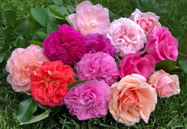 Olympic Roses In The