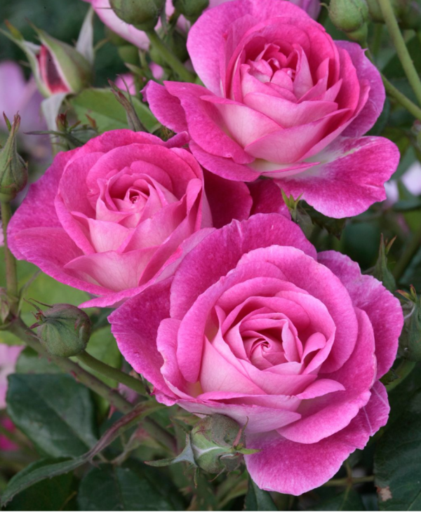 Olympic Roses In The