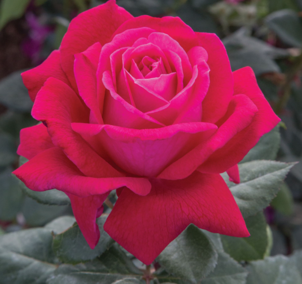 Olympic Roses In The
