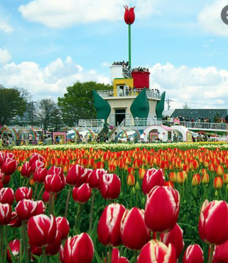 An Expert Guide To The 8 Greatest Tulip Festivals In The World