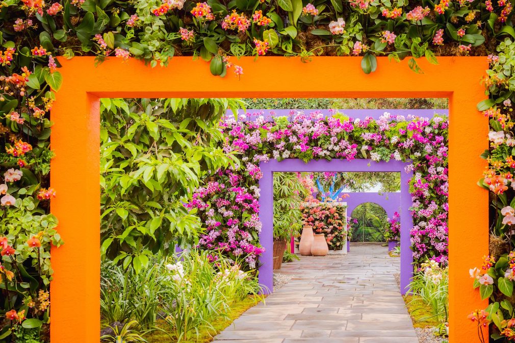 The Orchid Show Returns To The New York Botanical Garden - aspire
